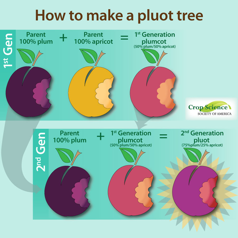 Crop Improvement Methods