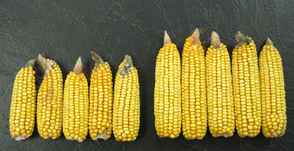 comparison of ears of non-bt and bt corn