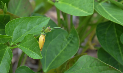 Cowpea (black eyed pea) flower