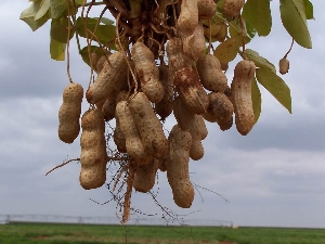 Valencia Peanuts 