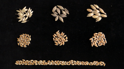 Einkorn, emmer, spelt grains compared to typical wheat