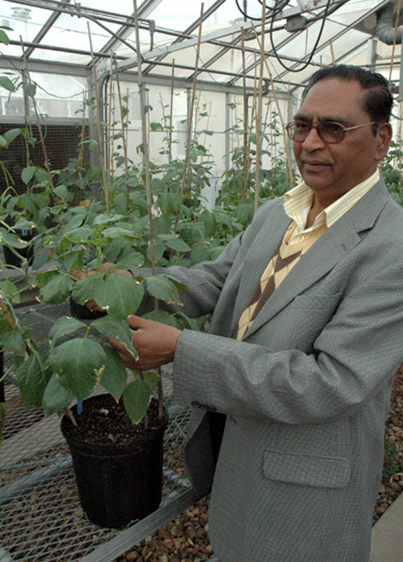 BB Singh in greenhouse