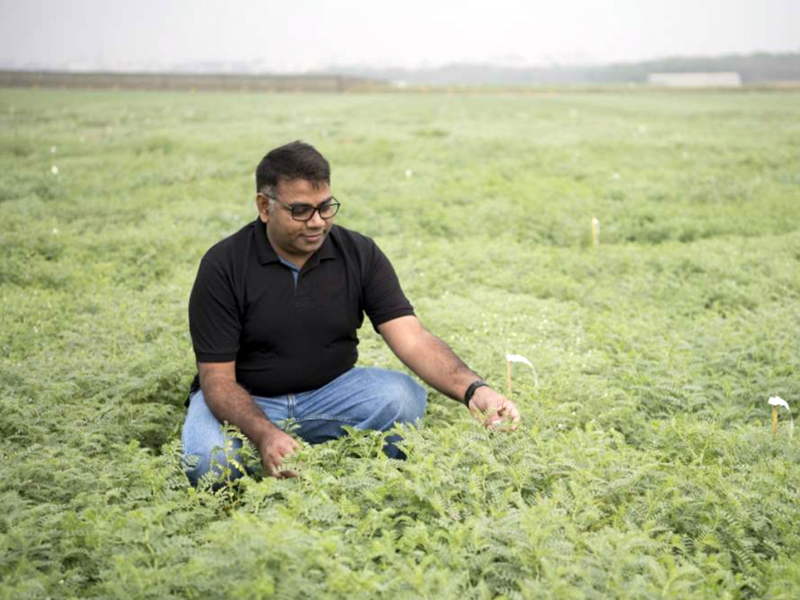 Researcher examining chickpea plants in the field