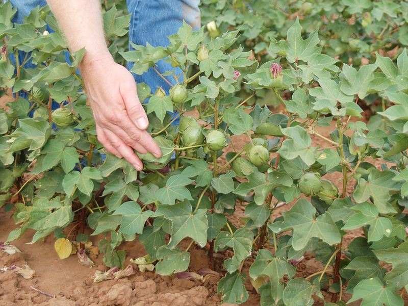 What Does a Cotton Plant Leaf Look Like 