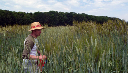 Emmer in field