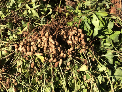 Freshly dug peanut plants