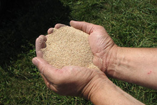 A handful of the corn cob grit used in weed blasting