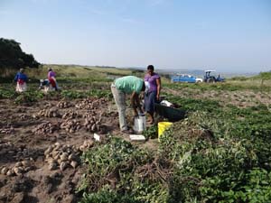 Harvest of sweet potato cultivar trial