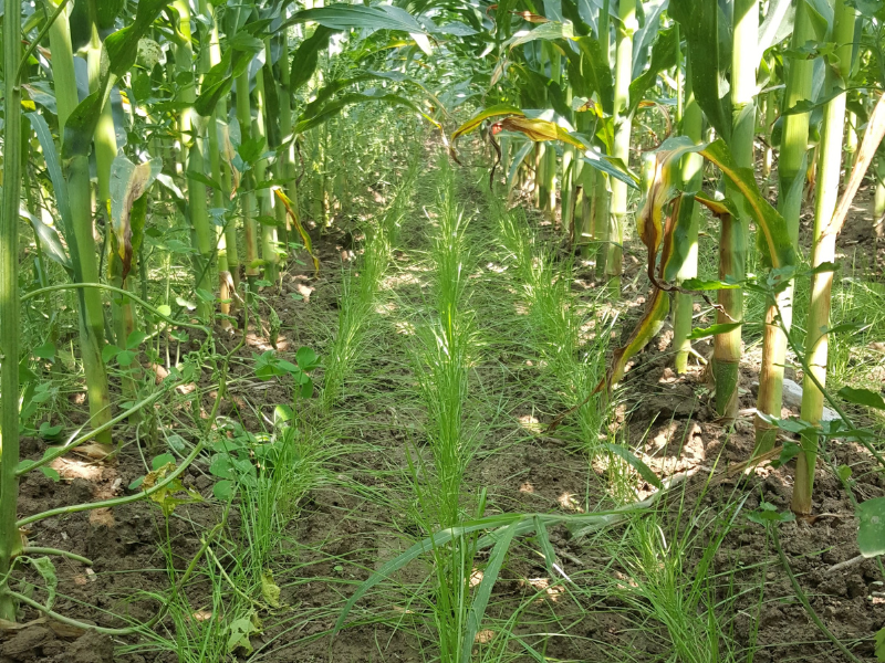 Why interseeding might be the boost cover crops need Crop Science