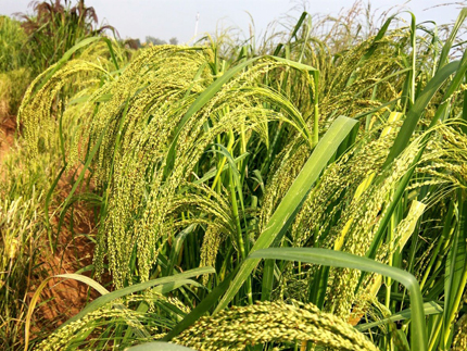 Little millet plant.