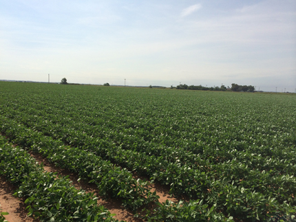 Field of peanut plants