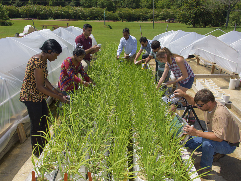 researchers inspecting rice plants