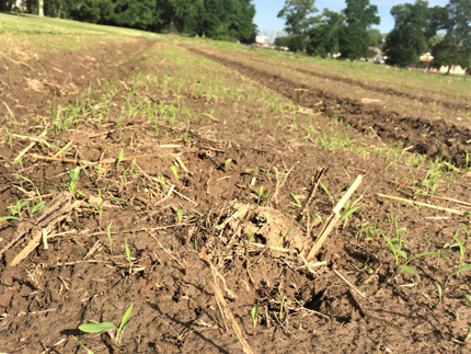 Flush of itchgrass seedlings in field.