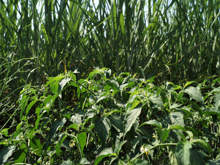 Divine nightshade along edge of sugarcane field.