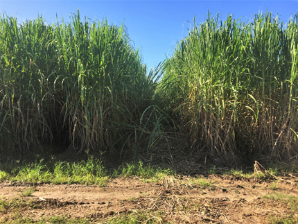 Field of sugarcane.