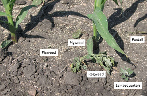 Ragweed, pigweed and lambsquarters shown after blasting