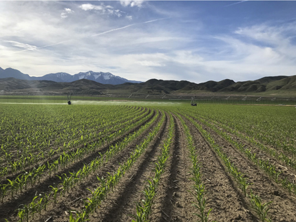 Irrigation pivot in field.