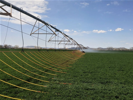 Pivot irrigation in field with drip irrigation.
