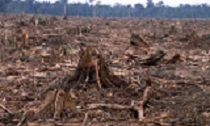 deforestation