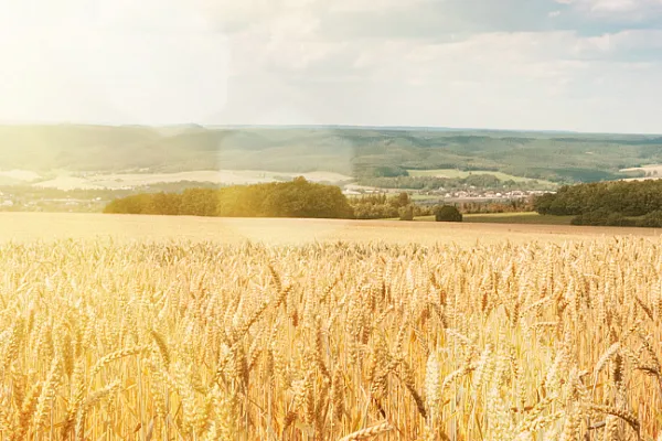 sunrise over wheat crop panoramic view